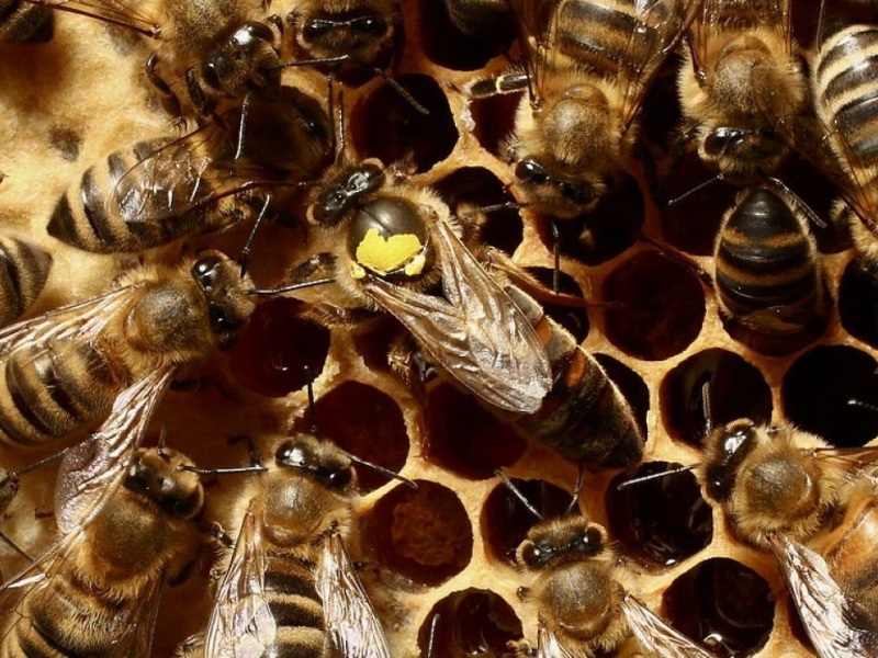 Poradnik - choroby pszczół