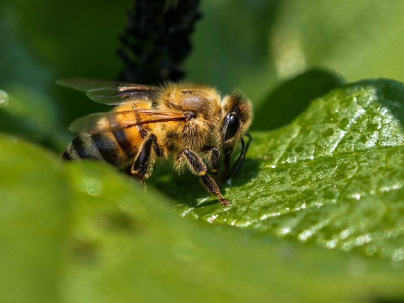 Poradnik - Miody pszczele nektarowe - spadziowy