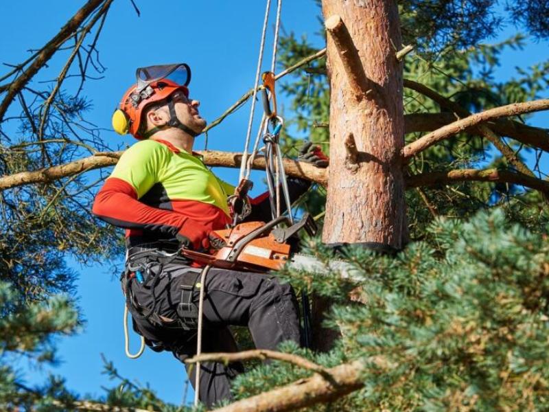 Poradnik - Wycinka alpinistyczna drzew i ich pielęgnacja